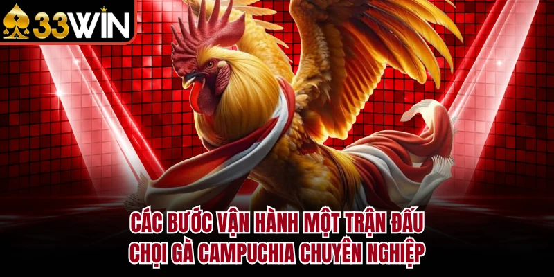 Đá Gà Campuchia – Khám Phá Đấu Trường Chọi Kê Đỉnh Cao 2026 2 Các bước vận hành một trận đấu chọi gà Campuchia chuyên nghiệp