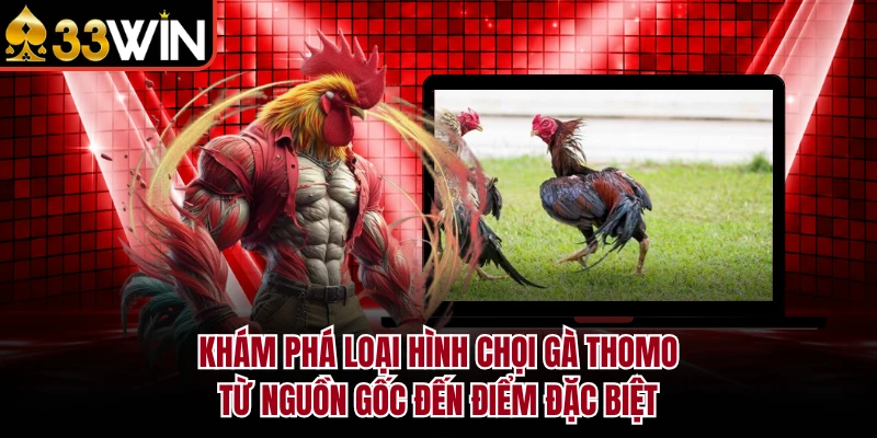 Đá Gà Thomo - 33WIN Tái Hiện Đấu Trường Campuchia Chân Thực 2 Khám phá loại hình chọi gà Thomo từ nguồn gốc đến điểm đặc biệt