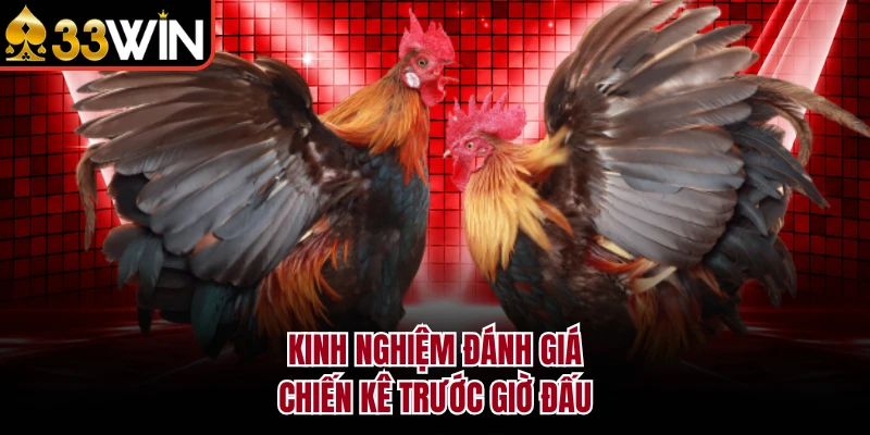 Các Trường Gà Nổi Tiếng 33WIN Mang Lại Trải Nghiệm Đỉnh Cao 4 Kinh nghiệm đánh giá chiến kê trước giờ đấu