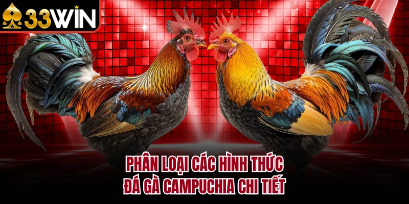 Đá Gà Campuchia – Khám Phá Đấu Trường Chọi Kê Đỉnh Cao 2026 3 Phân loại các hình thức đá gà Campuchia chi tiết